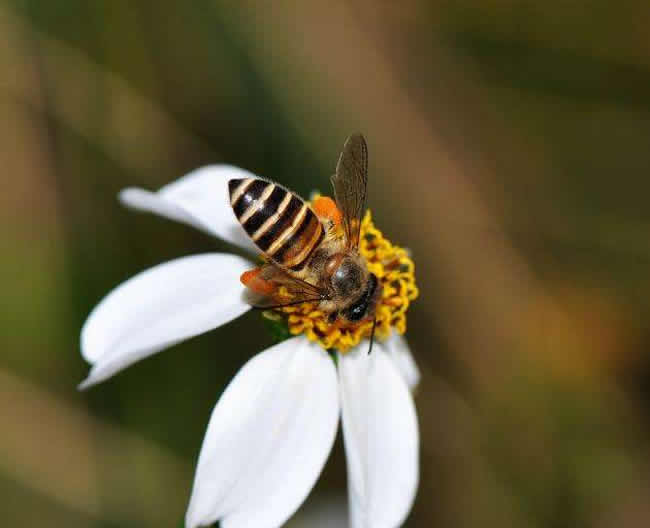 【蜜蜂養(yǎng)殖】定點養(yǎng)蜂一個人能管理多少箱蜜蜂? 定點養(yǎng)蜂一個人能管理多少箱蜜蜂?