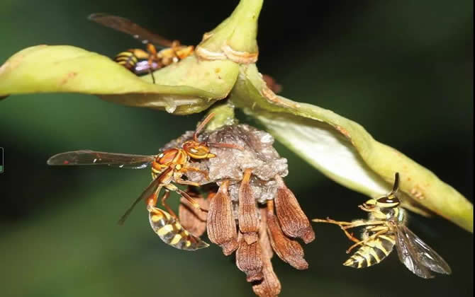 長腳胡蜂 長腳胡蜂