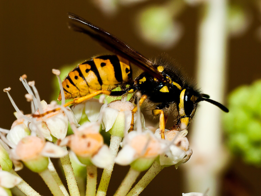 馬蜂是益蟲還是害蟲（養蜂如何防馬蜂）