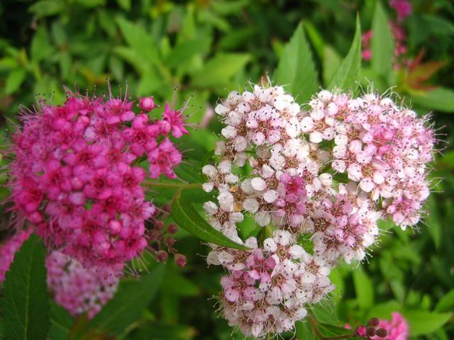 有毒蜜源植物有哪些?(附帶40種有毒蜜源植物介紹) 有毒蜜源植物有哪些?(附帶40種有毒蜜源植物介紹)
