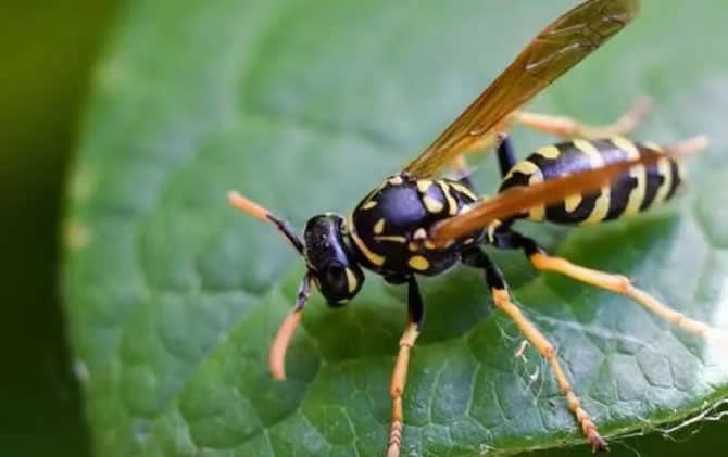 野外找胡蜂怎么看蜂路 野外找胡蜂怎么看蜂路