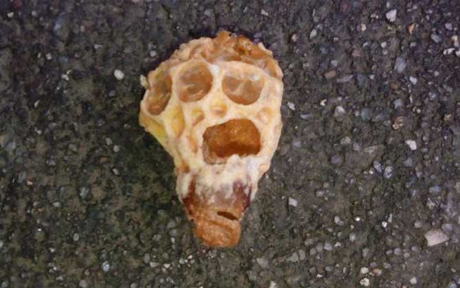 人造王臺蜂王會(huì)產(chǎn)卵嗎