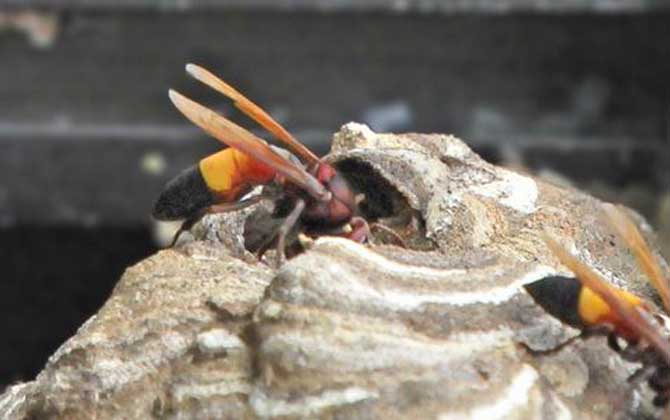 亞洲大黃蜂是虎頭蜂嗎(被黃腰虎頭蜂蟄了怎么辦) 亞洲大黃蜂是虎頭蜂嗎(被黃腰虎頭蜂蟄了怎么辦)