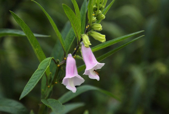 芝麻什么時候開花(秋天有什么蜜源植物) 芝麻什么時候開花(秋天有什么蜜源植物)
