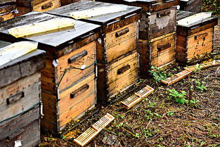新手養(yǎng)蜂怎樣繁殖蜜蜂(蜜蜂快速繁殖三招我再送你三招) 新手養(yǎng)蜂怎樣繁殖蜜蜂(蜜蜂快速繁殖三招我再送你三招)·