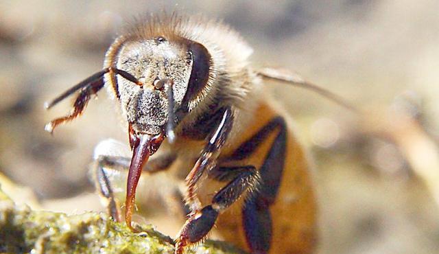 陽(yáng)臺(tái)養(yǎng)蜂如何避光(如何給蜜蜂遮陰) 陽(yáng)臺(tái)養(yǎng)蜂如何避光(如何給蜜蜂遮陰)