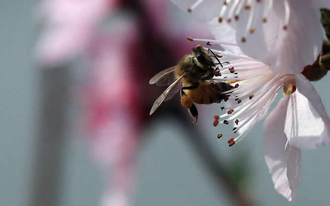 一畝大棚養殖多少蜜蜂