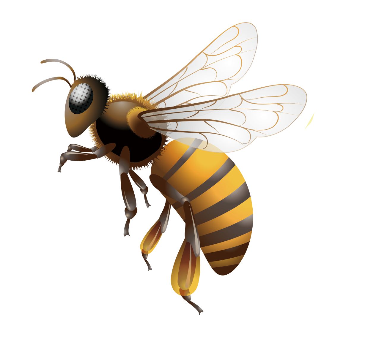 蜜蜂兇猛蟄人是跟蜂王有關(guān)系嗎（蜂王會像工蜂那樣蟄人嗎）