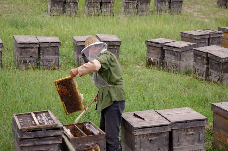 什么蜂箱養(yǎng)中蜂最好？(最好用最先進(jìn)的蜂箱有哪些)