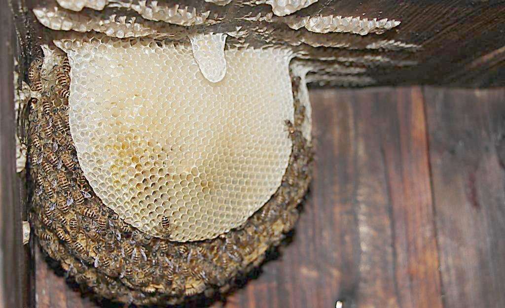 蜜蜂窩與馬蜂窩的區別 蜜蜂窩與馬蜂窩的區別