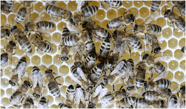 東北黑蜂是中蜂還是意蜂(東北黑蜂和中華蜜蜂的區(qū)別) 東北黑蜂是中蜂還是意蜂(東北黑蜂和中華蜜蜂的區(qū)別)