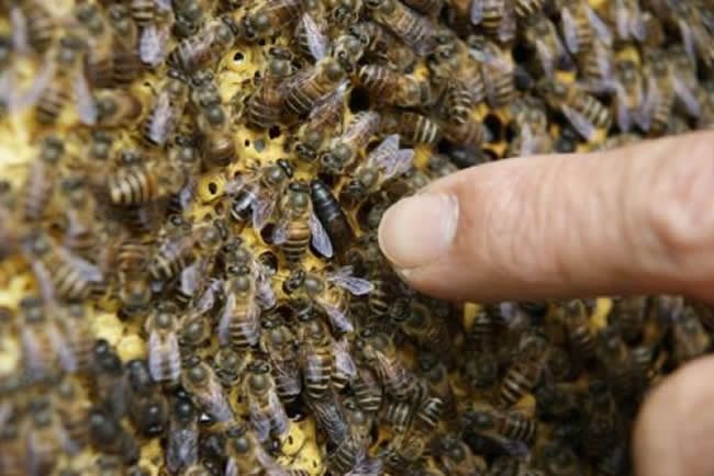 蜂王是怎么產生的？