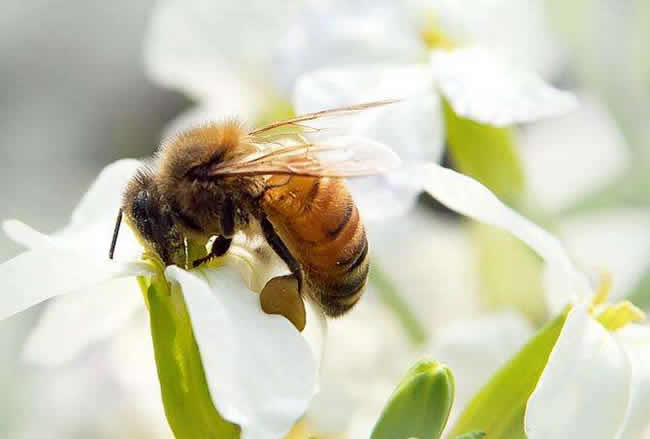 蜜蜂自然分蜂會飛多遠(yuǎn)? 蜜蜂自然分蜂會飛多遠(yuǎn)?