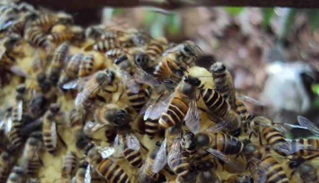 蜜蜂自然分蜂會飛多遠(yuǎn)? 蜜蜂自然分蜂會飛多遠(yuǎn)?