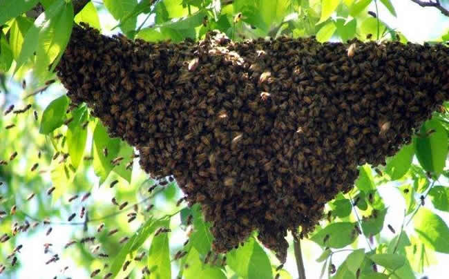 蜜蜂自然分蜂會飛多遠(yuǎn)? 蜜蜂自然分蜂會飛多遠(yuǎn)?