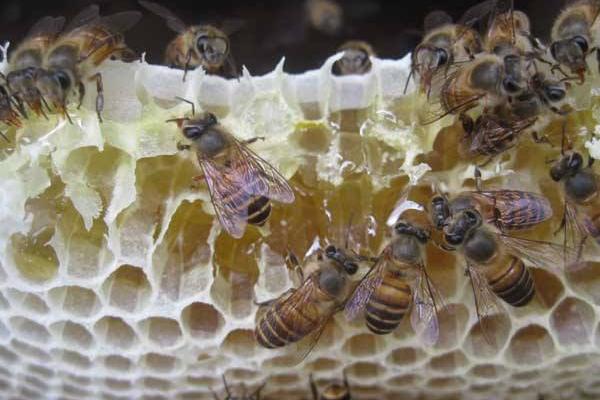 中蜂取蜂蜜的最佳時間是什么時候？