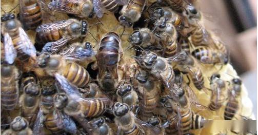 中蜂取蜂蜜的最佳時間是什么時候？