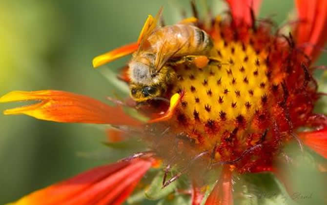 農(nóng)村土蜜蜂多少錢一箱? 土蜜蜂
