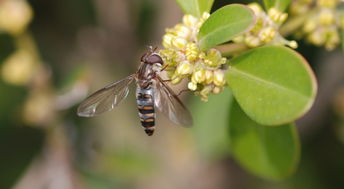 蜂王生的工蜂與雄蜂親緣系數(工蜂為啥從不把雄蜂當“爹”) 蜂王生的工蜂與雄蜂親緣系數(工蜂為啥從不把雄蜂當“爹”)