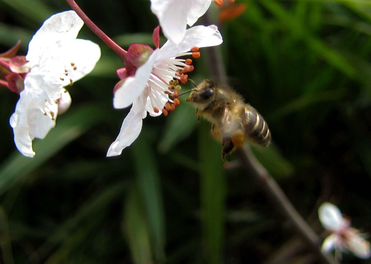 新手養蜂入門需要多少錢(養蜂需要投資多少錢) 新手養蜂入門需要多少錢(養蜂需要投資多少錢)