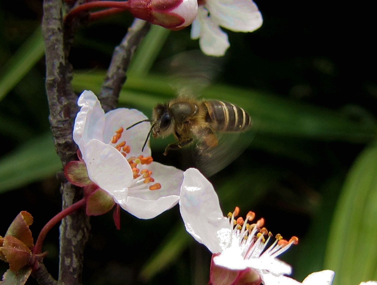 新手養蜂入門需要多少錢(養蜂需要投資多少錢) 新手養蜂入門需要多少錢(養蜂需要投資多少錢)