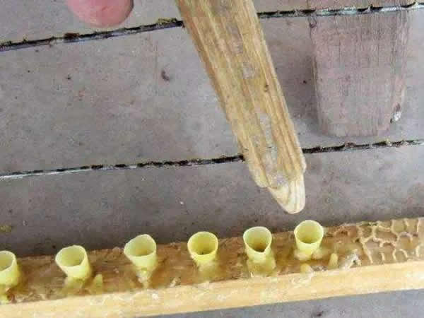 怎樣進行人工育王？