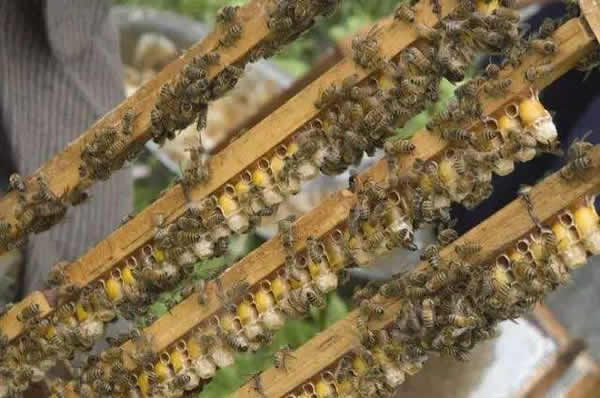 怎樣進行人工育王？