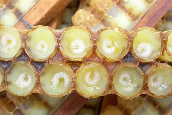 怎樣進行人工育王？