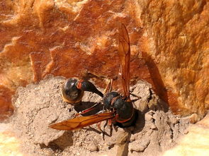馬蜂蟄了幾個小時算安全(被馬蜂蟄了的危險期時間) 馬蜂蟄了幾個小時算安全(被馬蜂蟄了的危險期時間)