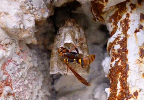 馬蜂蟄了幾個小時算安全(被馬蜂蟄了的危險期時間) 馬蜂蟄了幾個小時算安全(被馬蜂蟄了的危險期時間)