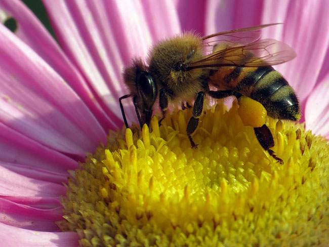 中蜂養殖中的關王技巧 中蜂養殖中的關王技巧