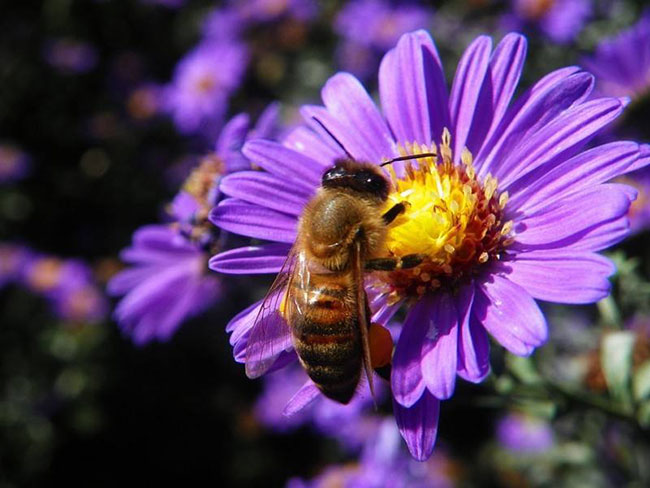 中蜂養殖中的關王技巧 中蜂養殖中的關王技巧