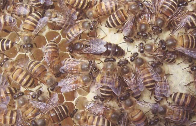 中蜂養殖中的關王技巧 中蜂養殖中的關王技巧