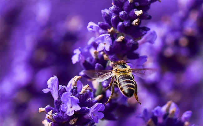 蜜蜂養殖注意事項
