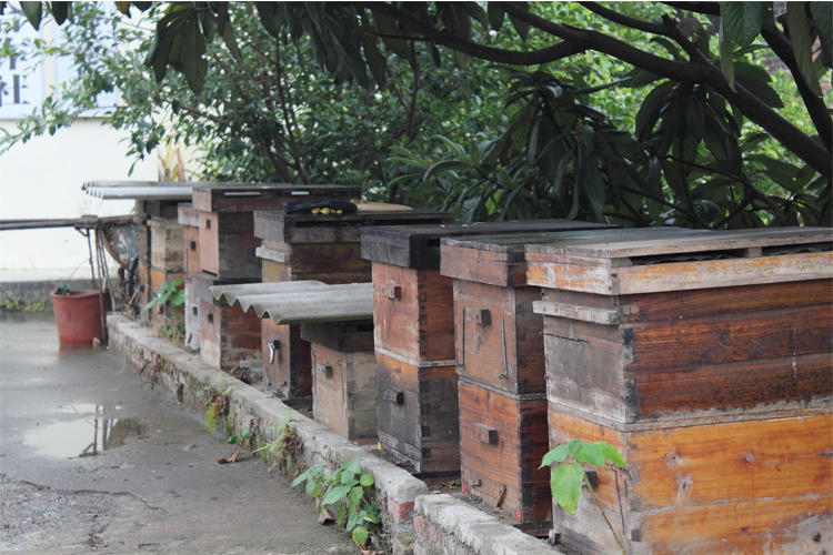 辣椒花有粉蜜嗎(辣椒開花了需不需要授粉) 辣椒花有粉蜜嗎(辣椒開花了需不需要授粉)