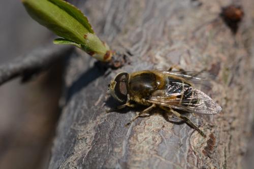 蜂場殘余意蜂收集起來介王可以嗎(養(yǎng)蜂人走后收集散蜂,然后用中蜂王去管理行嗎) 蜂場殘余意蜂收集起來介王可以嗎(養(yǎng)蜂人走后收集散蜂,然后用中蜂王去管理行嗎)