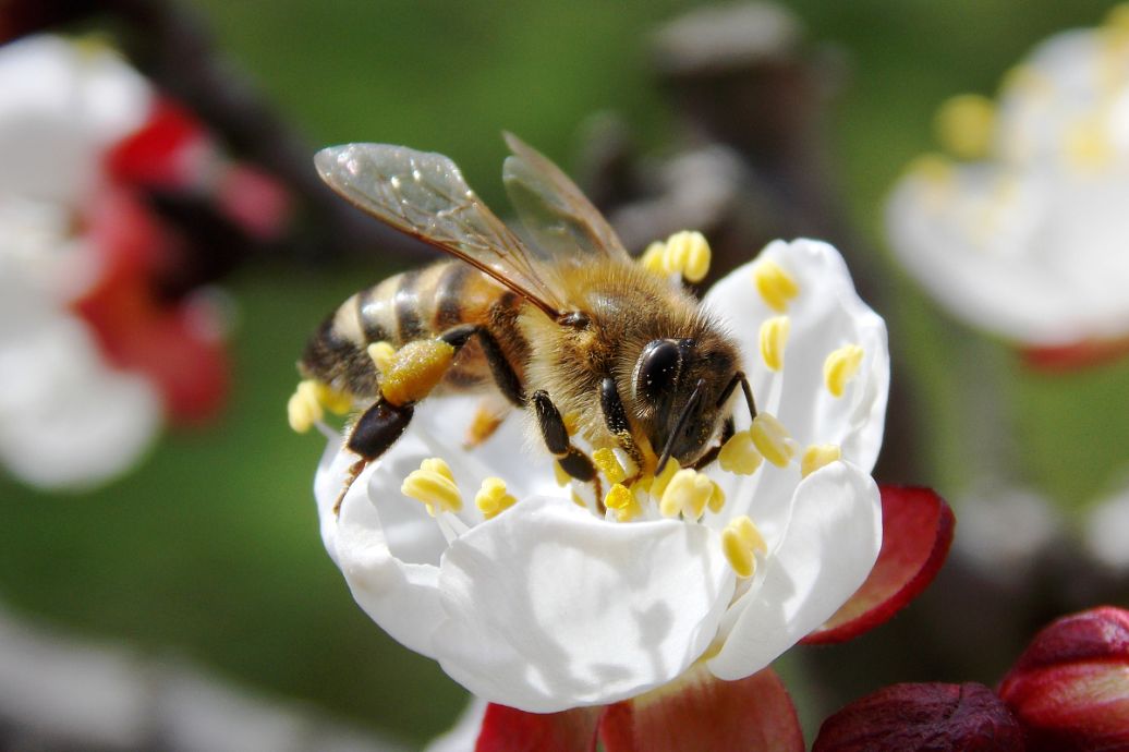 養蜂大概投入多少錢(養蜂投資成本計算) 養蜂大概投入多少錢(養蜂投資成本計算)