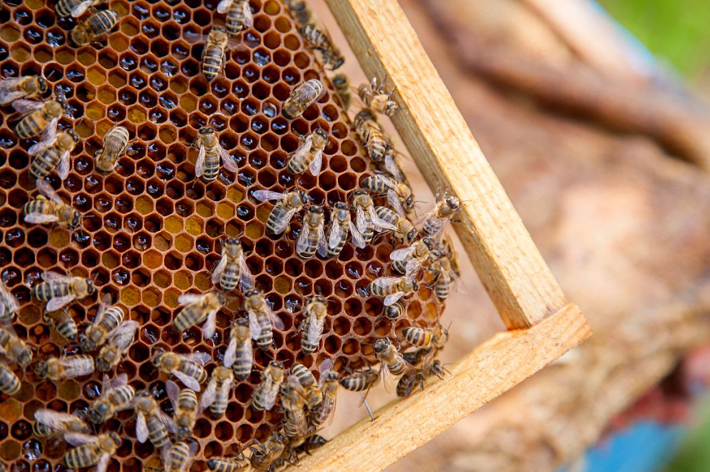 養蜂大概投入多少錢(養蜂投資成本計算) 養蜂大概投入多少錢(養蜂投資成本計算)