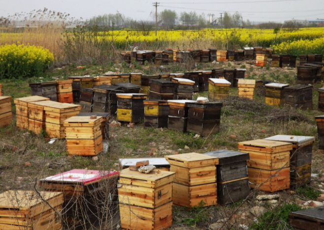 農村養蜜蜂能賺錢嗎(養蜜蜂一年能賺多少錢) 農村養蜜蜂能賺錢嗎(養蜜蜂一年能賺多少錢)