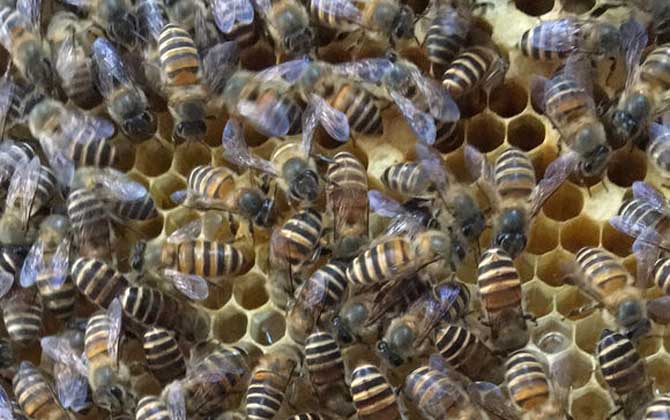 工蜂產(chǎn)卵可以育王嗎(有王群會工蜂產(chǎn)卵嗎) 工蜂產(chǎn)卵可以育王嗎(有王群會工蜂產(chǎn)卵嗎)