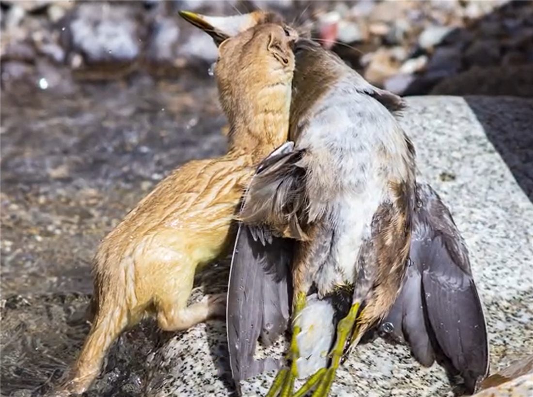 帕米爾高原的香鼬為何散發(fā)一種香氣? 新疆帕米爾高原發(fā)現(xiàn)香鼬,不足1斤,敢捕食比自己重100倍的盤羊