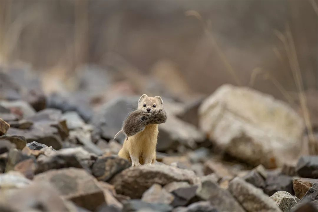 帕米爾高原的香鼬為何散發(fā)一種香氣? 新疆帕米爾高原發(fā)現(xiàn)香鼬,不足1斤,敢捕食比自己重100倍的盤羊