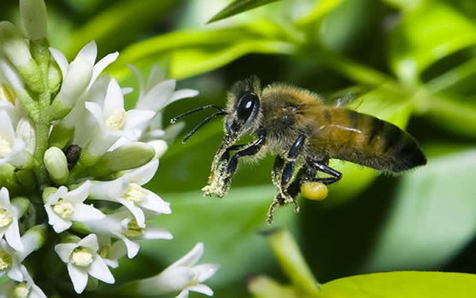 關(guān)于蜜蜂的知識 關(guān)于蜜蜂的知識