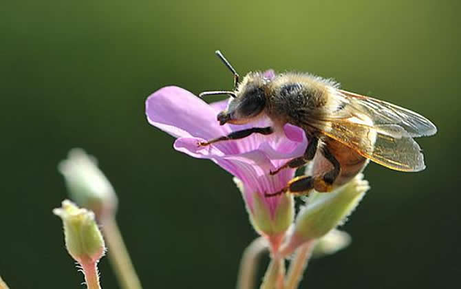 關(guān)于蜜蜂的知識 關(guān)于蜜蜂的知識