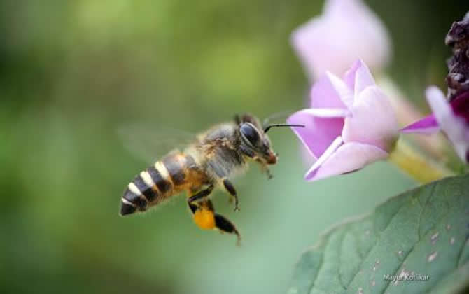 關(guān)于蜜蜂的知識 關(guān)于蜜蜂的知識