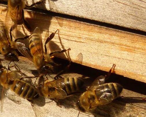 阿壩中蜂怎么過冬要飼喂嗎(蜜蜂越冬飼料需要加入什么) 阿壩中蜂怎么過冬要飼喂嗎(蜜蜂越冬飼料需要加入什么)