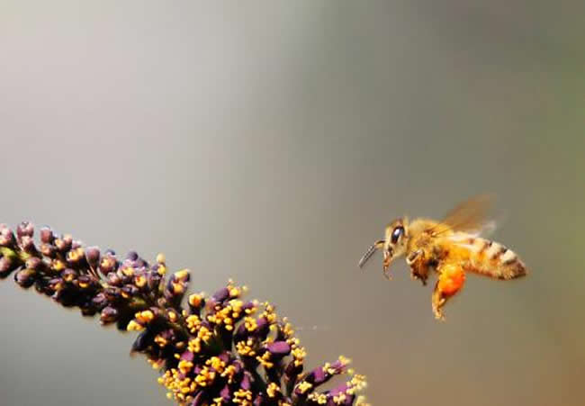 中華蜜蜂的四季管理 中華蜜蜂的四季管理