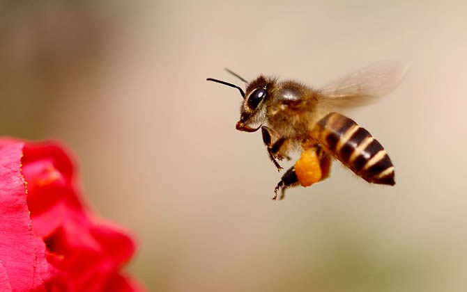 蜜蜂多久出一批工蜂? 工蜂