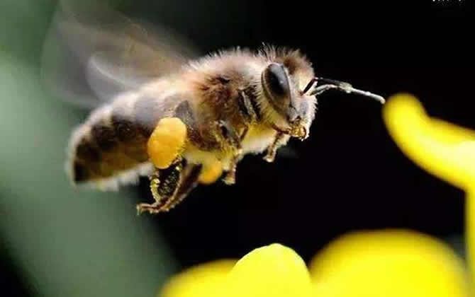 蜜蜂多久出一批工蜂? 工蜂