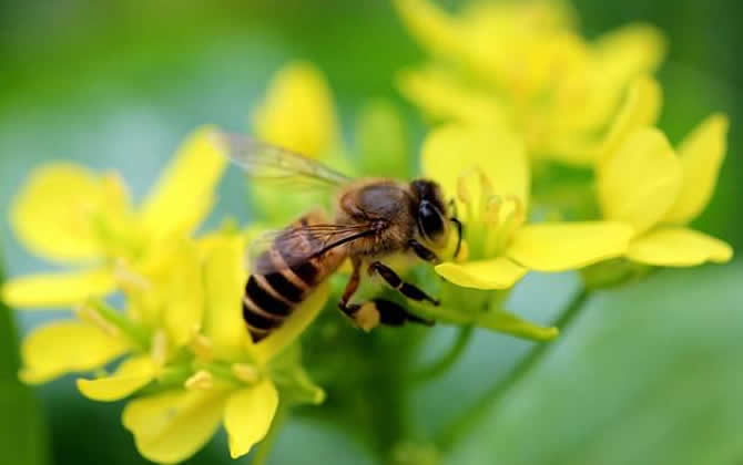 蜜蜂多久出一批工蜂? 工蜂